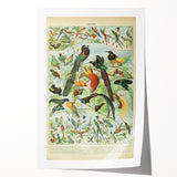Vintage Animal Art: Birds of Paradise & Exotic Hummingbirds Print