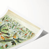 Vintage Animal Art: Birds of Paradise & Exotic Hummingbirds Print