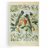 Vintage Animal Art: Birds of Paradise & Exotic Hummingbirds Print