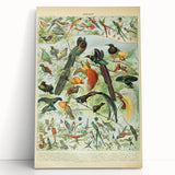 Vintage Animal Art: Birds of Paradise & Exotic Hummingbirds Print