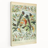 Vintage Animal Art: Birds of Paradise & Exotic Hummingbirds Print