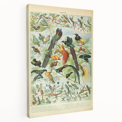 Vintage Animal Art: Birds of Paradise & Exotic Hummingbirds Print