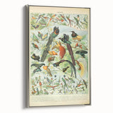Vintage Animal Art: Birds of Paradise & Exotic Hummingbirds Print