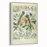 Vintage Animal Art: Birds of Paradise & Exotic Hummingbirds Print