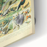 Vintage Animal Art: Peacocks & Pheasants Bird Illustration Print