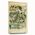 Vintage Animal Art: Peacocks & Pheasants Bird Illustration Print