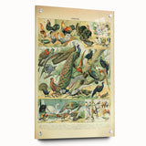 Vintage Animal Art: Peacocks & Pheasants Bird Illustration Print