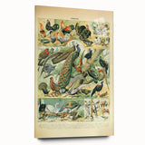 Vintage Animal Art: Peacocks & Pheasants Bird Illustration Print