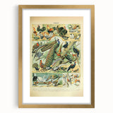 Vintage Animal Art: Peacocks & Pheasants Bird Illustration Print