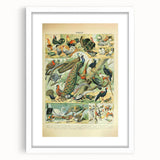 Vintage Animal Art: Peacocks & Pheasants Bird Illustration Print