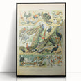 Vintage Animal Art: Peacocks & Pheasants Bird Illustration Print