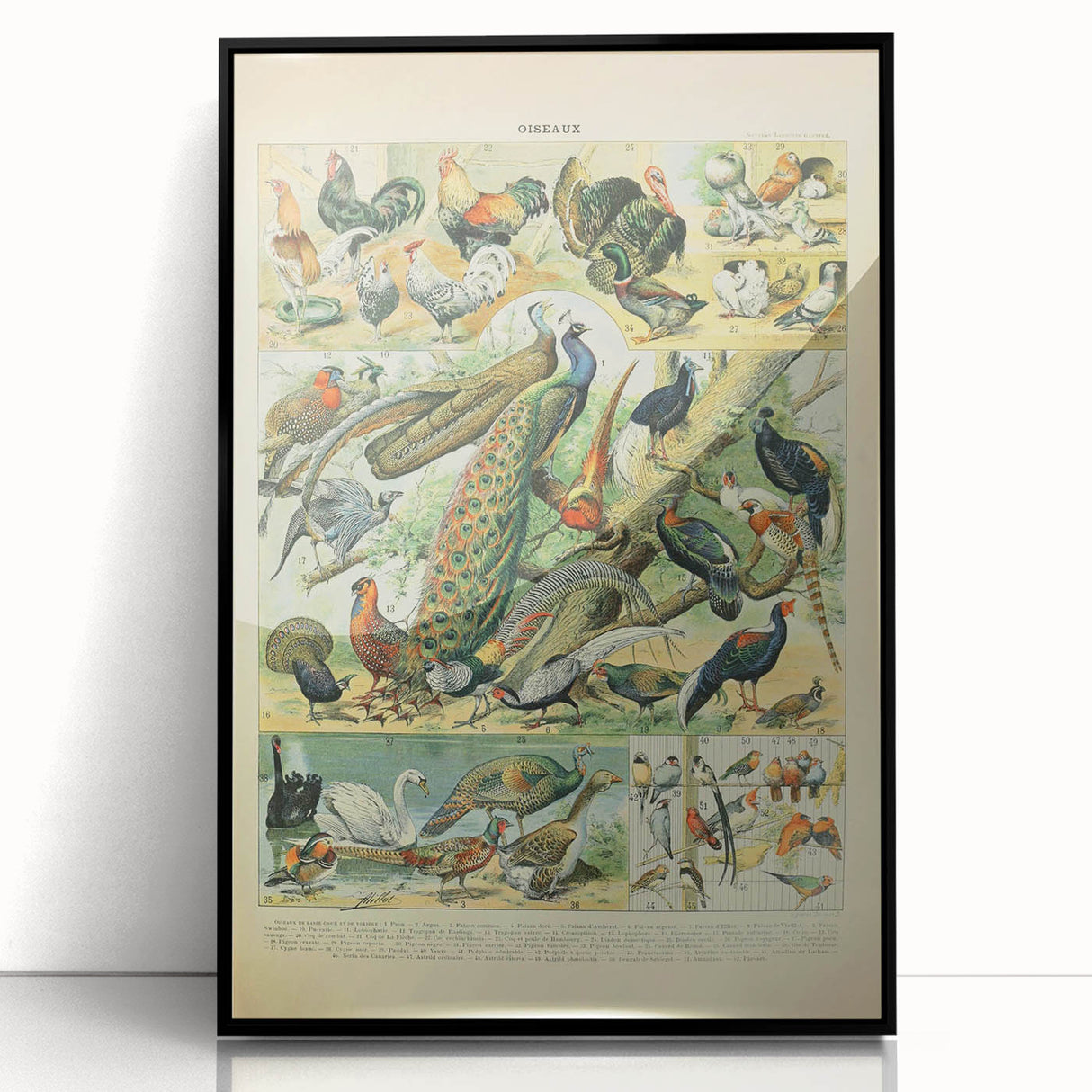 Vintage Animal Art: Peacocks & Pheasants Bird Illustration Print