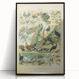 Vintage Animal Art: Peacocks & Pheasants Bird Illustration Print