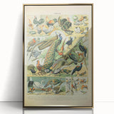 Vintage Animal Art: Peacocks & Pheasants Bird Illustration Print