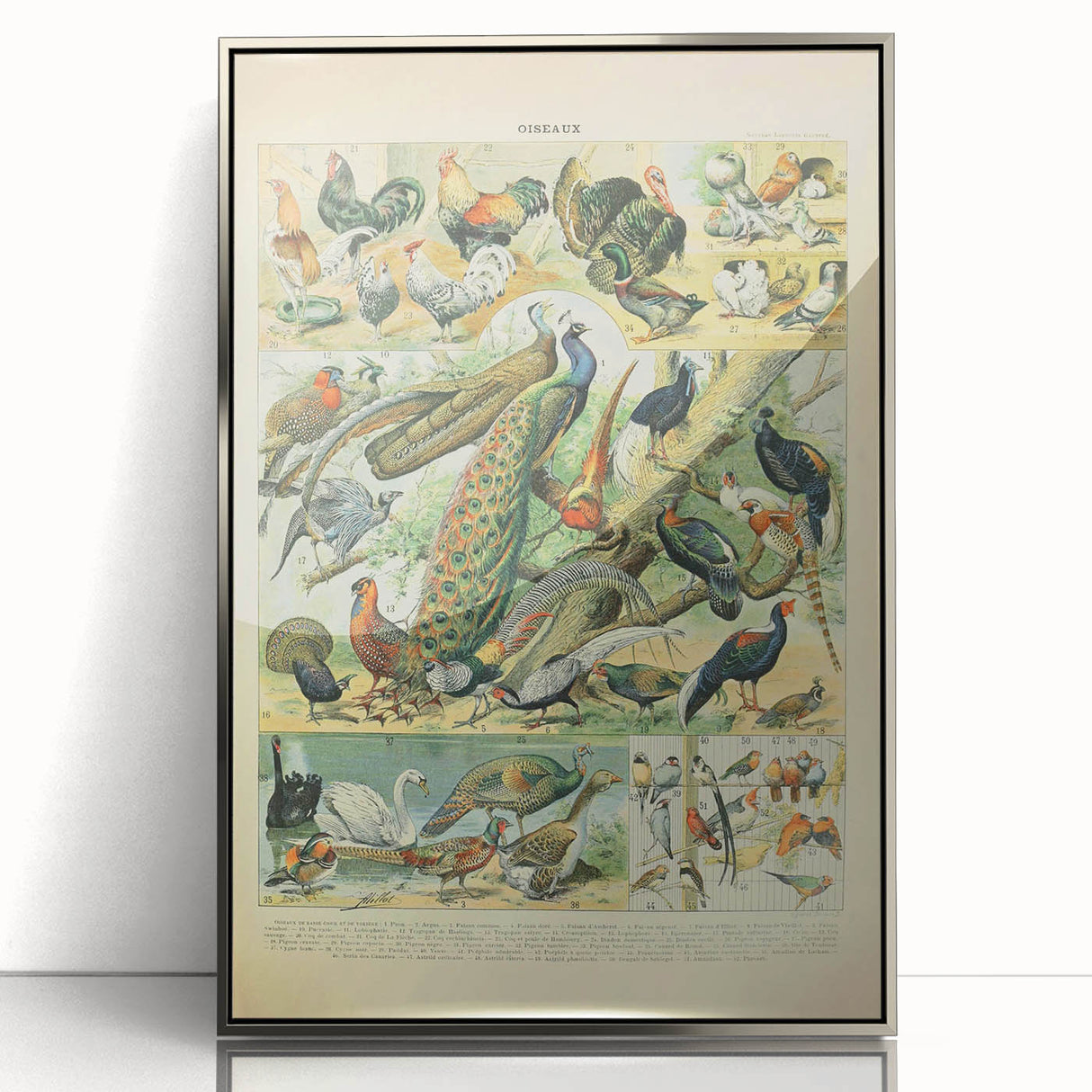 Vintage Animal Art: Peacocks & Pheasants Bird Illustration Print
