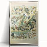 Vintage Animal Art: Peacocks & Pheasants Bird Illustration Print