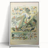 Vintage Animal Art: Peacocks & Pheasants Bird Illustration Print