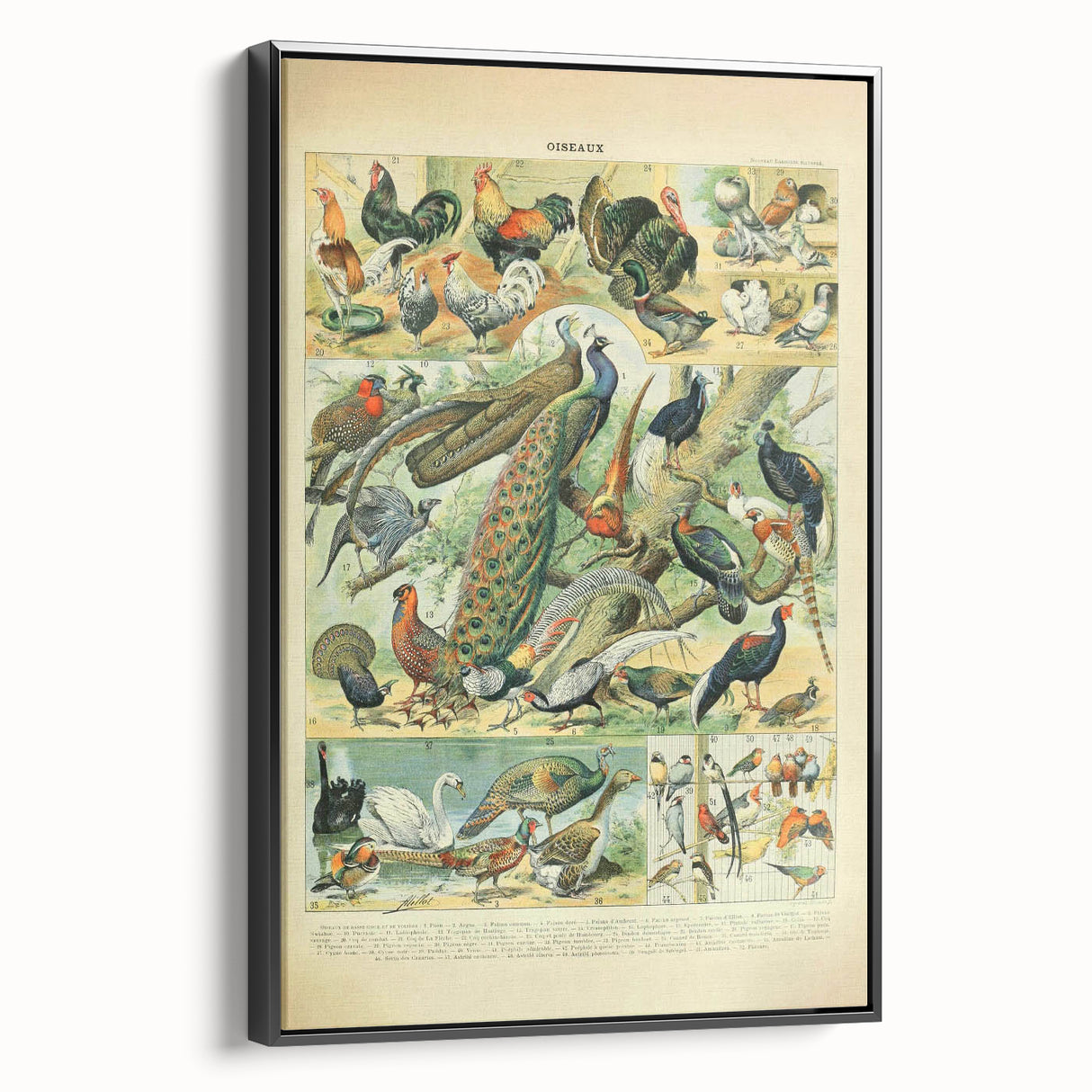 Vintage Animal Art: Peacocks & Pheasants Bird Illustration Print