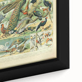 Vintage Animal Art: Peacocks & Pheasants Bird Illustration Print