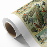 Vintage Animal Art: Peacocks & Pheasants Bird Illustration Print
