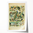 Vintage Animal Art: Peacocks & Pheasants Bird Illustration Print
