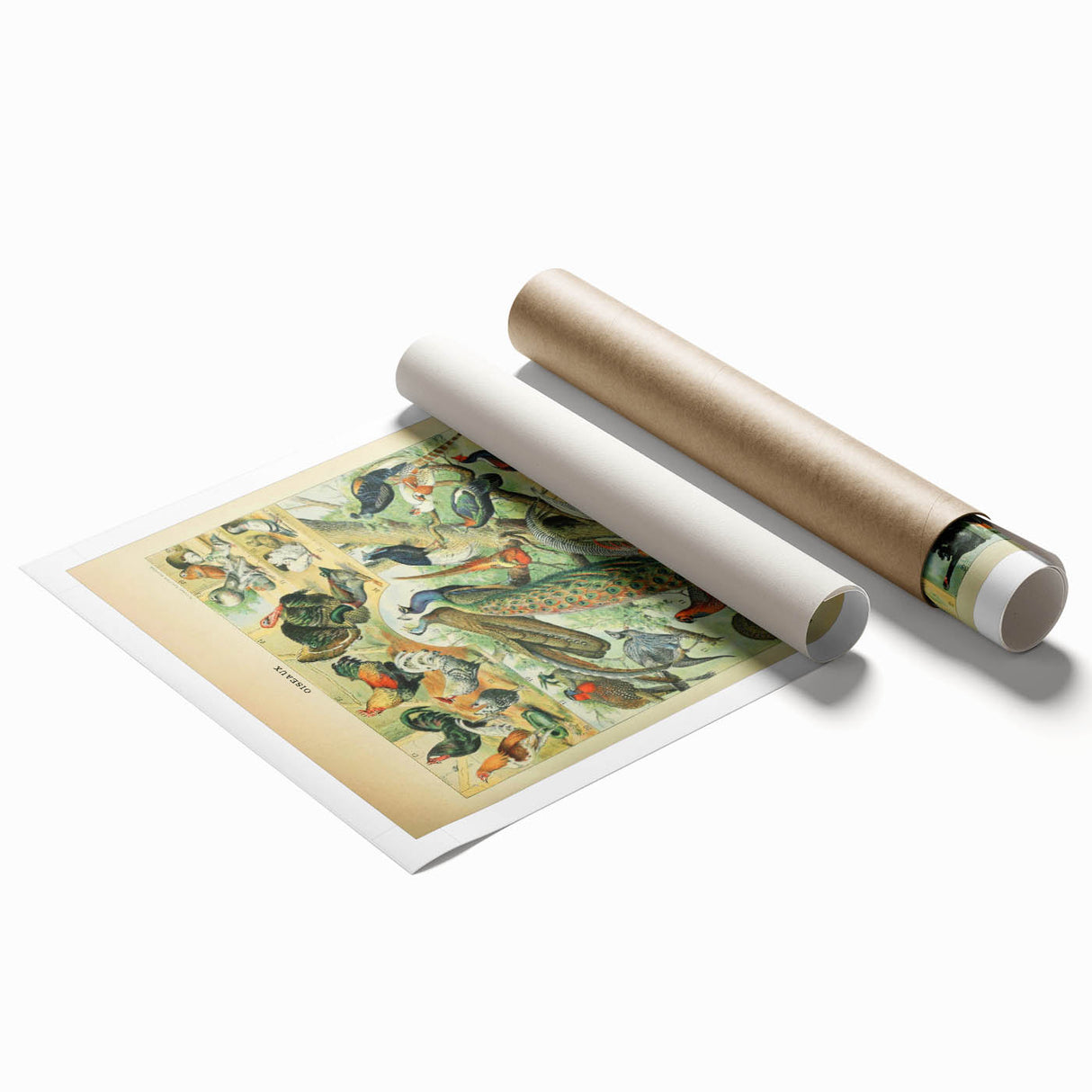 Vintage Animal Art: Peacocks & Pheasants Bird Illustration Print