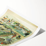 Vintage Animal Art: Peacocks & Pheasants Bird Illustration Print