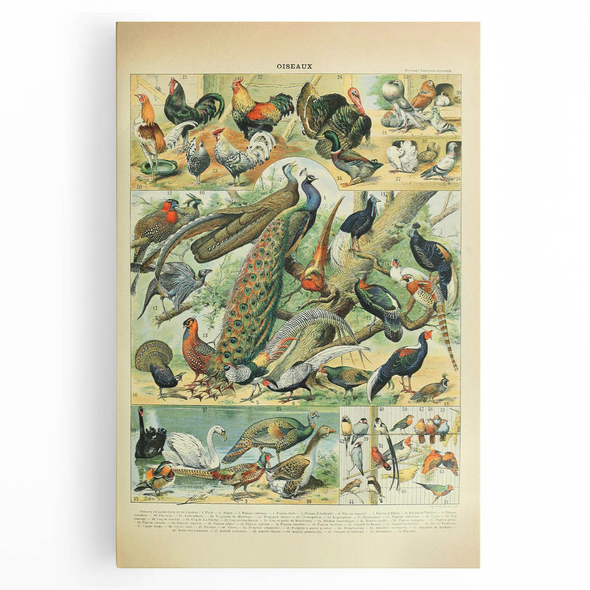 Vintage Animal Art: Peacocks & Pheasants Bird Illustration Print