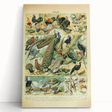 Vintage Animal Art: Peacocks & Pheasants Bird Illustration Print