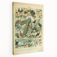 Vintage Animal Art: Peacocks & Pheasants Bird Illustration Print