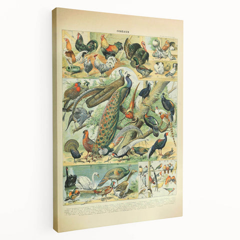Vintage Animal Art: Peacocks & Pheasants Bird Illustration Print