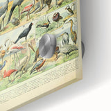 Vintage Animal Art: Exotic Birds & Large Aviary Illustration Print