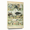 Vintage Animal Art: Exotic Birds & Large Aviary Illustration Print