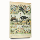 Vintage Animal Art: Exotic Birds & Large Aviary Illustration Print