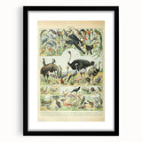 Vintage Animal Art: Exotic Birds & Large Aviary Illustration Print