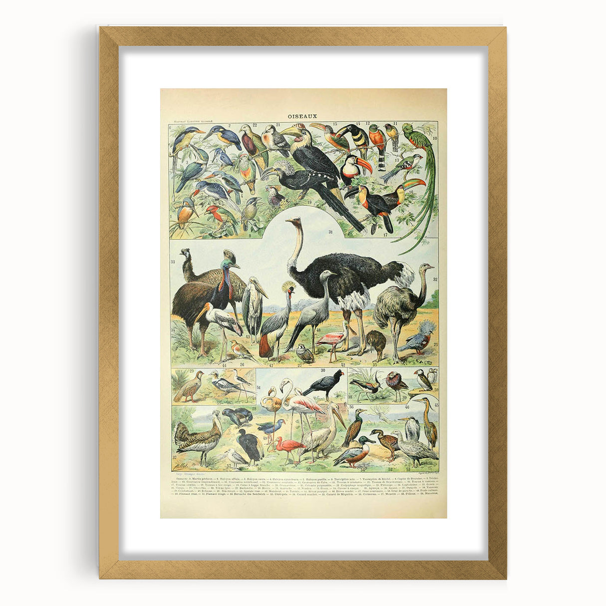 Vintage Animal Art: Exotic Birds & Large Aviary Illustration Print