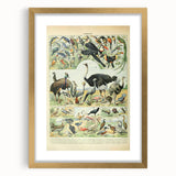 Vintage Animal Art: Exotic Birds & Large Aviary Illustration Print