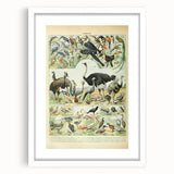 Vintage Animal Art: Exotic Birds & Large Aviary Illustration Print
