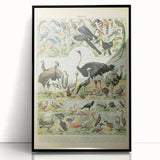 Vintage Animal Art: Exotic Birds & Large Aviary Illustration Print