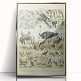 Vintage Animal Art: Exotic Birds & Large Aviary Illustration Print