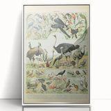Vintage Animal Art: Exotic Birds & Large Aviary Illustration Print