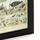 Vintage Animal Art: Exotic Birds & Large Aviary Illustration Print