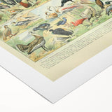 Vintage Animal Art: Exotic Birds & Large Aviary Illustration Print