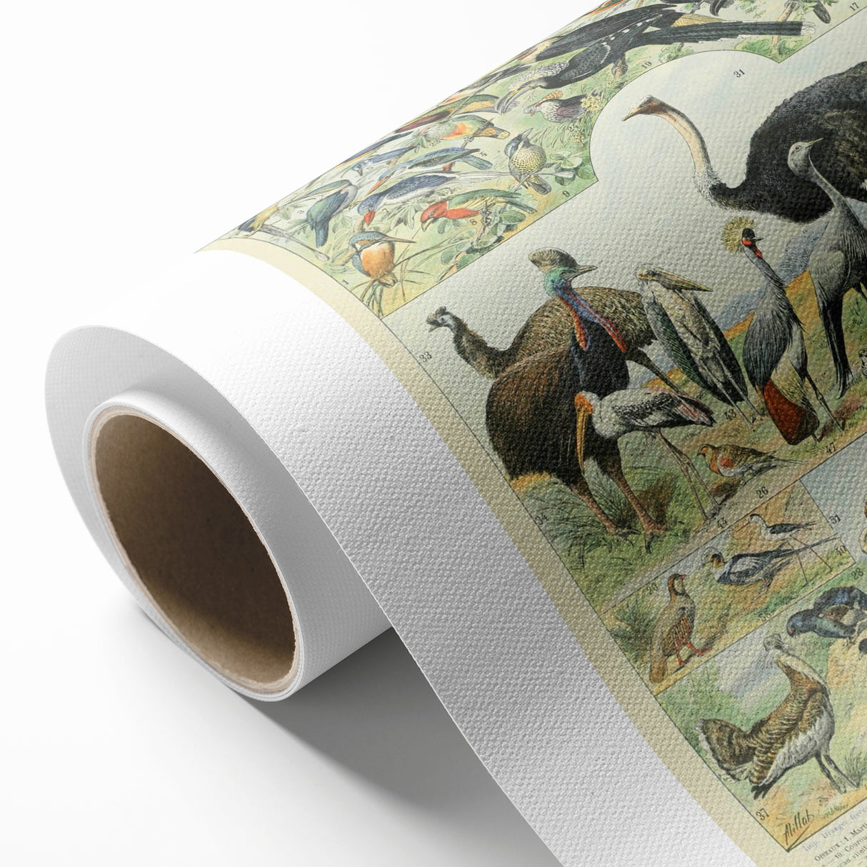 Vintage Animal Art: Exotic Birds & Large Aviary Illustration Print