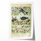 Vintage Animal Art: Exotic Birds & Large Aviary Illustration Print