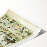 Vintage Animal Art: Exotic Birds & Large Aviary Illustration Print