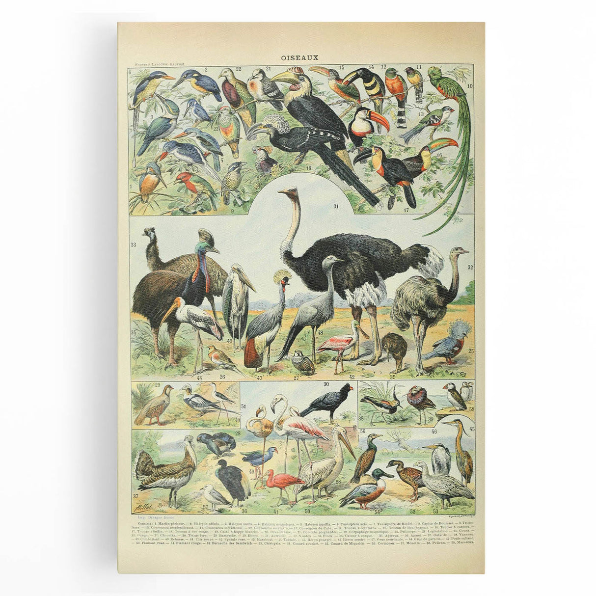 Vintage Animal Art: Exotic Birds & Large Aviary Illustration Print