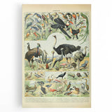 Vintage Animal Art: Exotic Birds & Large Aviary Illustration Print