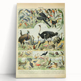 Vintage Animal Art: Exotic Birds & Large Aviary Illustration Print