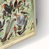 Vintage Animal Art: Exotic Birds & Birds of Paradise Print